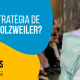 Blucactus Colombia - ¿Cuál es la estrategia de marketing de Holzweiler? - portada